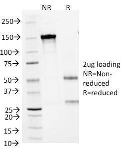 SDS-PAGE analysis of Anti-CD1a Antibody [66IIC7] under non-reduced and reduced conditions; showing intact IgG and intact heavy and light chains, respectively. SDS-PAGE analysis confirms the integrity and purity of the antibody.