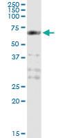 Anti-CDK16 Mouse Monoclonal Antibody [clone: 2E5]