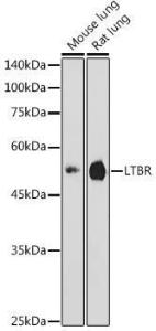 Western blot analysis of extracts of various cell lines, using Anti-LTBR Antibody (A11826) at 1:1,000 dilution