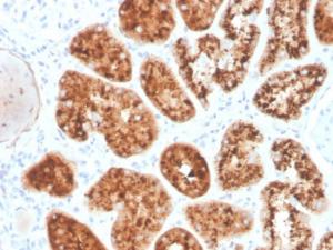 Immunohistochemical analysis of formalin-fixed, paraffin-embedded human kidney using Anti-RBP4 Antibody [RBP4/4045]