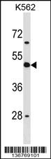 Anti-CD1D Rabbit Polyclonal Antibody