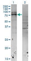 Anti-IL18RAP Mouse Monoclonal Antibody [clone: 4G4]