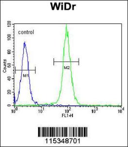 Anti-DAAM1 Rabbit Polyclonal Antibody