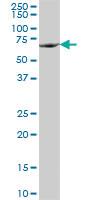 Anti-CDK17 Mouse Polyclonal Antibody