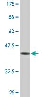 Anti-COX4I1 Mouse Monoclonal Antibody [clone: 4A10]