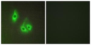 Immunofluorescence analysis of HepG2 cells using Anti-LAMA3 Antibody. The right hand panel represents a negative control, where the antibody was pre-incubated with the immunising peptide