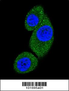 Anti-PI3KC3 Rabbit Polyclonal Antibody (APC (Allophycocyanin))