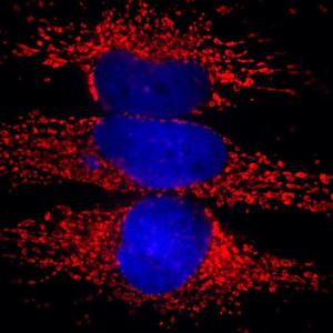 Immunofluorescent analysis of HeLa cells stained with Anti-Heat Shock Protein 60 Antibody [1C7] (A85439), at a dilution of 1:5,000, in red Blue is DAPI staining of nuclear DNA Anti-Heat Shock Protein 60 Antibody [1C7] (A85439) produces strong and specific staining of mitochondria