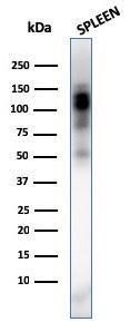 Antibody anti-CD11B ITGAM3338 100 µg