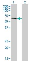 Anti-CDK17 Mouse Polyclonal Antibody