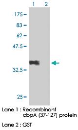 Anti-CbpA tag Monoclonal Antibody