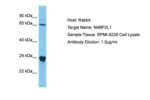 Anti-N4BP2L1 Rabbit Polyclonal Antibody