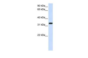 Anti-TMEM66 Rabbit Polyclonal Antibody