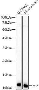 Western blot analysis of variou