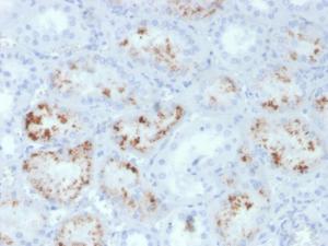 Anti-RBP4 Mouse Monoclonal Antibody [clone: RBP4/4047]