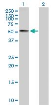 Anti-CDK18 Mouse Polyclonal Antibody