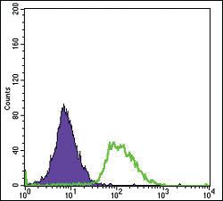 Anti-PODXL Mouse Monoclonal Antibody [clone: 5F5]