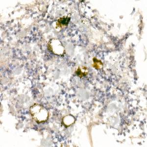 Immunohistochemistry analysis of paraffin-embedded rat bone marrow using Anti-CD42a/GP-IX Antibody (A11828) at a dilution of 1:20 (40X lens). Perform high pressure antigen retrieval with 10 mM citrate buffer pH 6.0 before commencing with IHC staining protocol