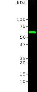 Western blot analysis of Anti-Heat Shock Protein 60 Antibody Blot of HeLa cells lysates was probed with Anti-Heat Shock Protein 60 Antibody This antibody recognizes HSP60 at 60 kDa