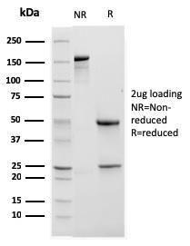 Antibody anti-CD11B ITGAM3338 100 µg