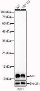 Western blot analysis of extracts from wild type(WT) and MIF knockdown (KD) 293T(KD) cells, using Anti-MIF Antibody (A309405) at 1:500 dilution. The secondary antibody was Goat Anti-Rabbit IgG H&L Antibody (HRP) at 1:10,000 dilution.