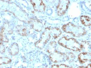 Anti-RBP4 Mouse Monoclonal Antibody [clone: RBP4/4047]