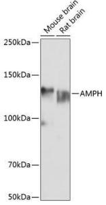 Western blot analysis of extracts of various cell lines, using Anti-Amphiphysin Antibody (A11829) at 1:1,000 dilution. The secondary antibody was Goat Anti-Rabbit IgG H&L Antibody (HRP) at 1:10,000 dilution.