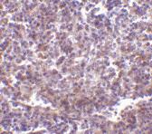 Anti-CD180 Rabbit Polyclonal Antibody