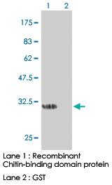 Anti-Chitin-binding Domain Monoclonal Antibody [clone: 1D7]