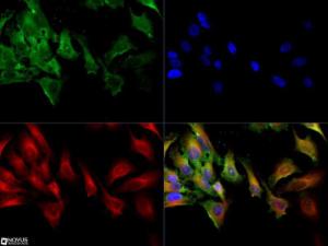 Anti-SLC2A9 Rabbit Polyclonal Antibody