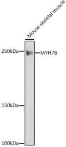 Antibody A306510-100 100 µl