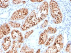 Immunohistochemical analysis of formalin-fixed, paraffin-embedded human kidney using Anti-RBP4 Antibody [RBP4/4048]