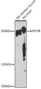 Antibody A306510-100 100 µl