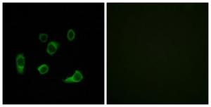 Antibody anti-ATG4C A98665-100 100 µg