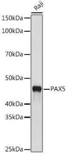 Western blot analysis of extracts of Raji cells, using Anti-PAX5 Antibody [ARC1654] (A305552) at 1:500 dilution