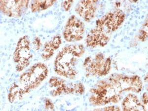 Immunohistochemical analysis of formalin-fixed, paraffin-embedded human kidney using Anti-RBP4 Antibody [RBP4/4048]