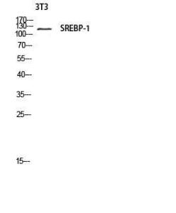 Antibody anti-SREBP-1 100 µg