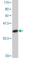 Anti-PTPRM Mouse Polyclonal Antibody