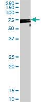 Anti-DDX53 Rabbit Polyclonal Antibody