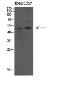 Antibody anti-ATG4C A98665-100 100 µg