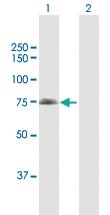 Anti-DDX53 Rabbit Polyclonal Antibody