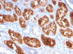 Immunohistochemical analysis of formalin-fixed, paraffin-embedded human kidney using Anti-RBP4 Antibody [RBP4/4049]