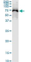 Anti-DDX53 Rabbit Polyclonal Antibody