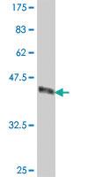 Anti-HERC3 Mouse Polyclonal Antibody