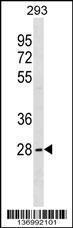 Anti-SRSF10 Rabbit Polyclonal Antibody (AP (Alkaline Phosphatase))