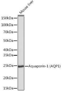 Western blot analysis of extracts of Mouse liver, using Anti-Aquaporin 1 Antibody [ARC0925] (A306513) at 1:1000 dilution