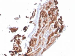 Immunohistochemical analysis of formalin-fixed, paraffin-embedded human kidney using Anti-RBP4 Antibody [RBP4/4049]