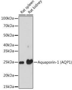 Western blot analysis of extracts of various cell lines, using Anti-Aquaporin 1 Antibody [ARC0925] (A306513) at 1:1000 dilution