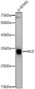 Antibody A309407-100 100 µl