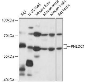 Antibody A305553-100 100 µl